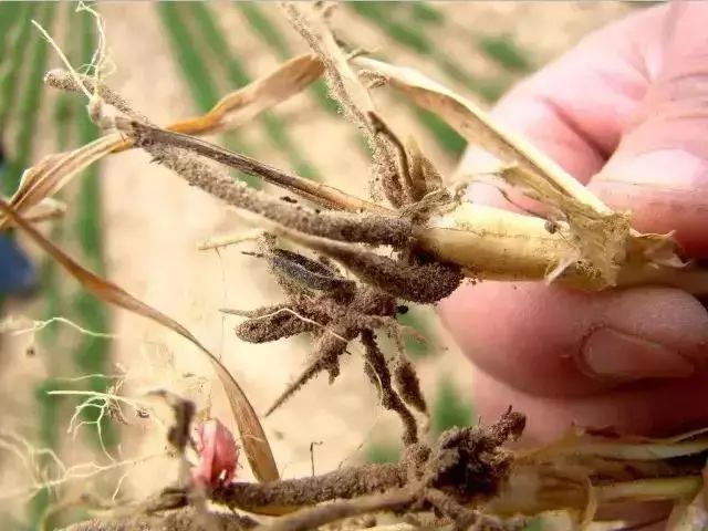 今年小麦黄叶烂根死苗怎么回事,今年小麦枯死是什么虫害原因