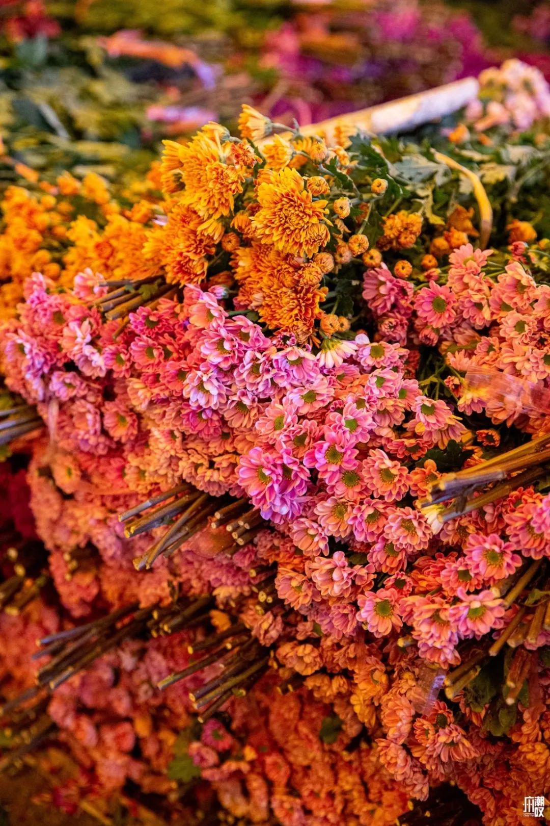 广州最便宜的花卉市场1块钱,广州岭南花卉市场买花攻略