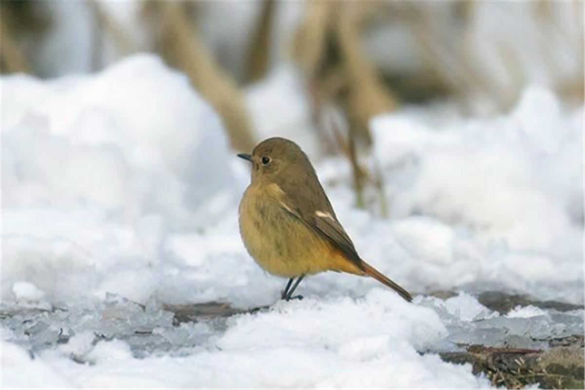 小雪见晴天谚语,南方有雨北方有雪是什么意思