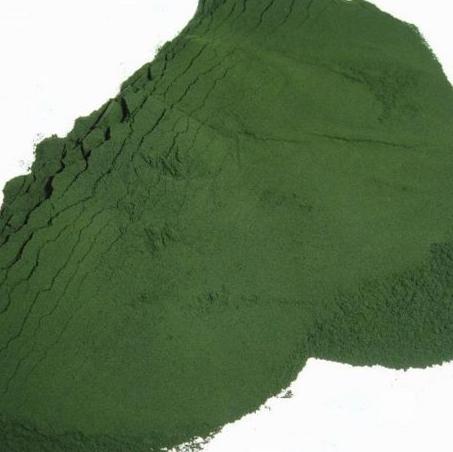 泰迪褪色的五大原因你知道几个,泰迪鼻子褪色吃微量元素有用吗