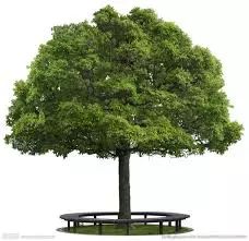 法国梧桐树转世(中英双语)