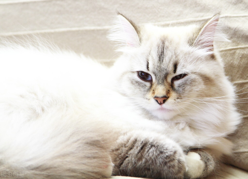 猫经常挠人怎么办,猫经常挠耳朵怎么办