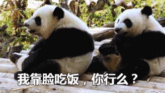 熊猫贝贝美国饲养员,海归大熊猫贝贝中国饲养员