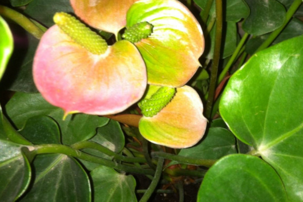 粉掌的花怎么养用不用老浇水,粉掌长不高怎么回事