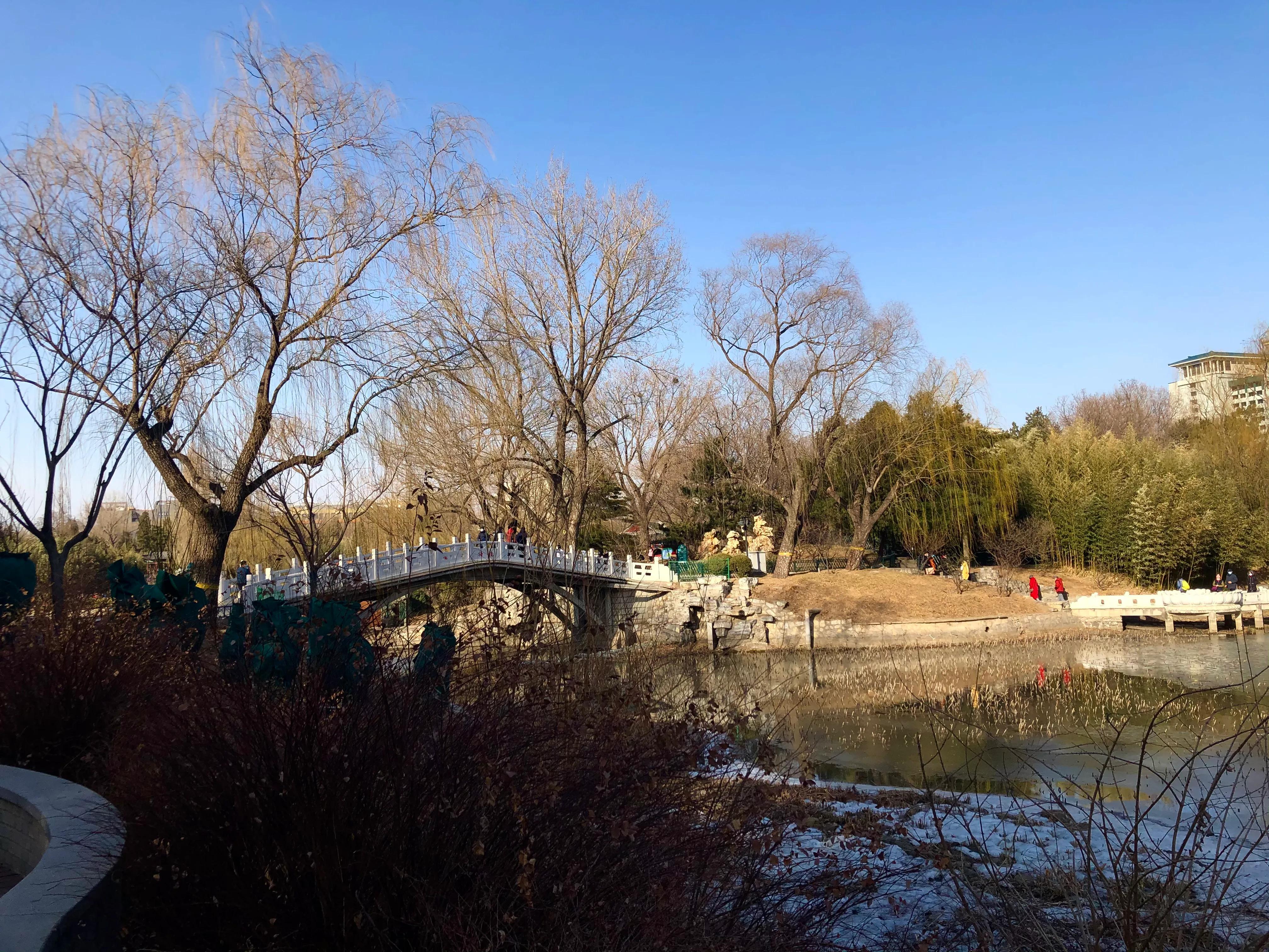 冬日紫竹院公园最新消息,冬日紫竹院公园