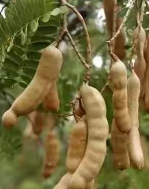 80后90后农村儿时零食野果,在海南儿时吃的野果还记得几种