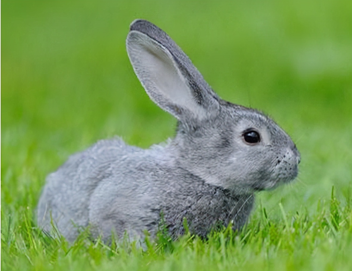 青紫蓝兔和新西兰兔会是什么颜色,青紫蓝兔什么特点