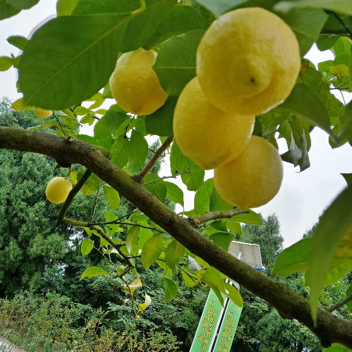 去安岳玩最该去什么地方,四川安岳有什么好玩儿的