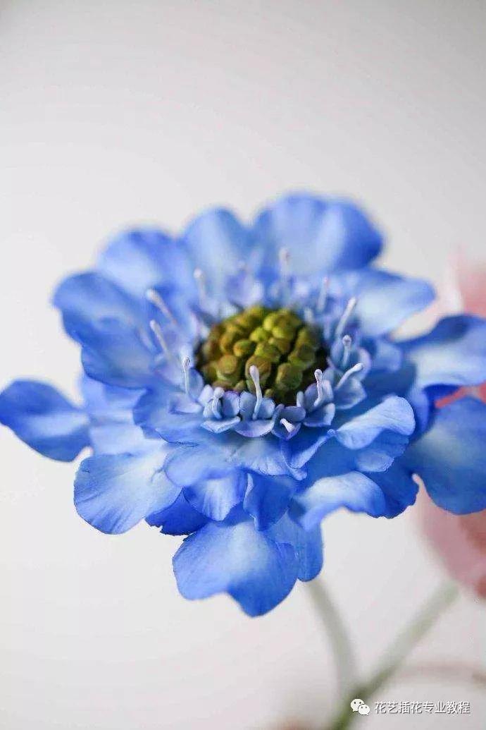 学花艺必备的花语,花艺师要知道的花与花语