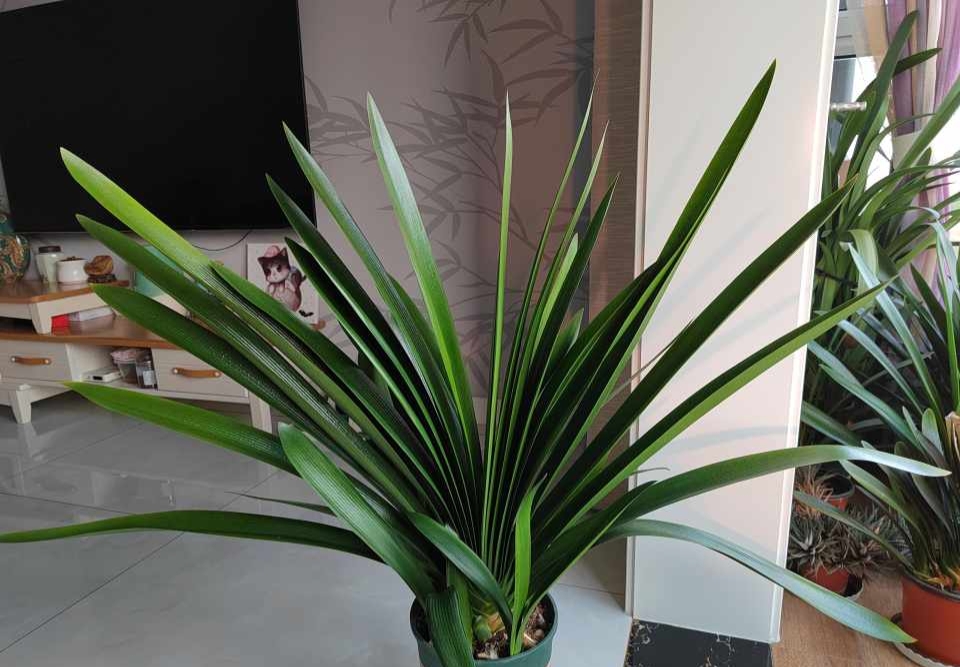 君子兰换盆时怎样防止生根,君子兰移盆注意事项