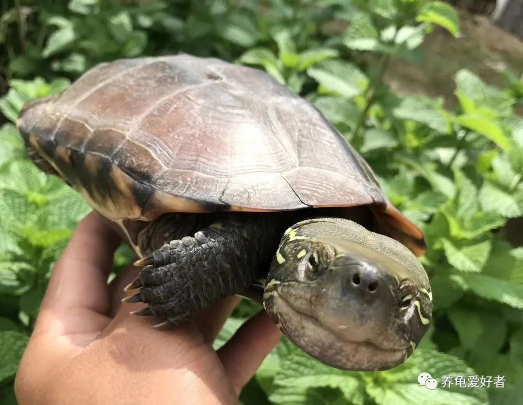 养龟一般吃什么东西,龟缸的大小会影响龟的生长吗