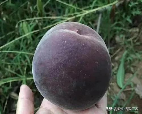 优质农产品黑桃,中华黑桃王的优缺点