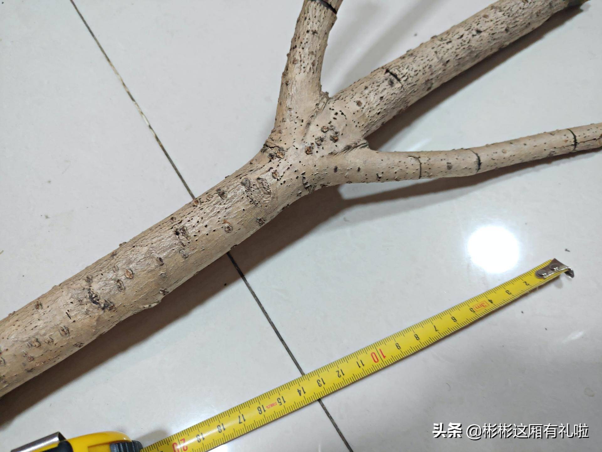 守宫新手养一只还是两只,守宫小白怎么养