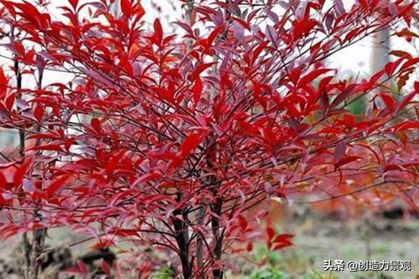 适合庭院的四季花,庭院最好养最漂亮四季常开的花