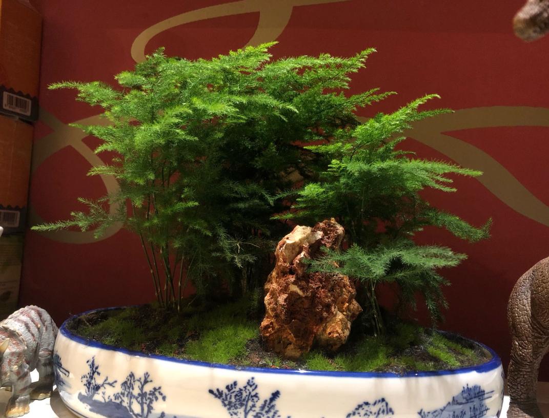 大盆云竹盆景怎么修剪好看,云竹的养殖知识大全图片