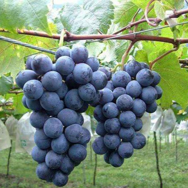 基金项目申报,基金项目的技术路线图