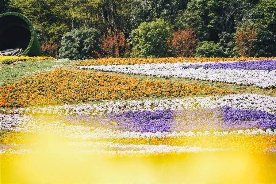 槽糕,是心动的感觉!这个神秘花谷正在悄然绽放!走,去拍照~