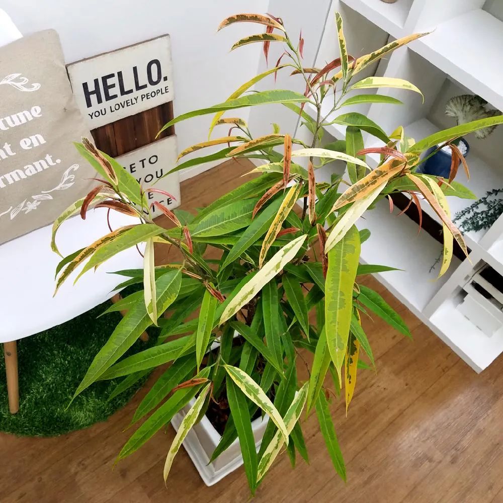 常见的榕属植物,美如画的树