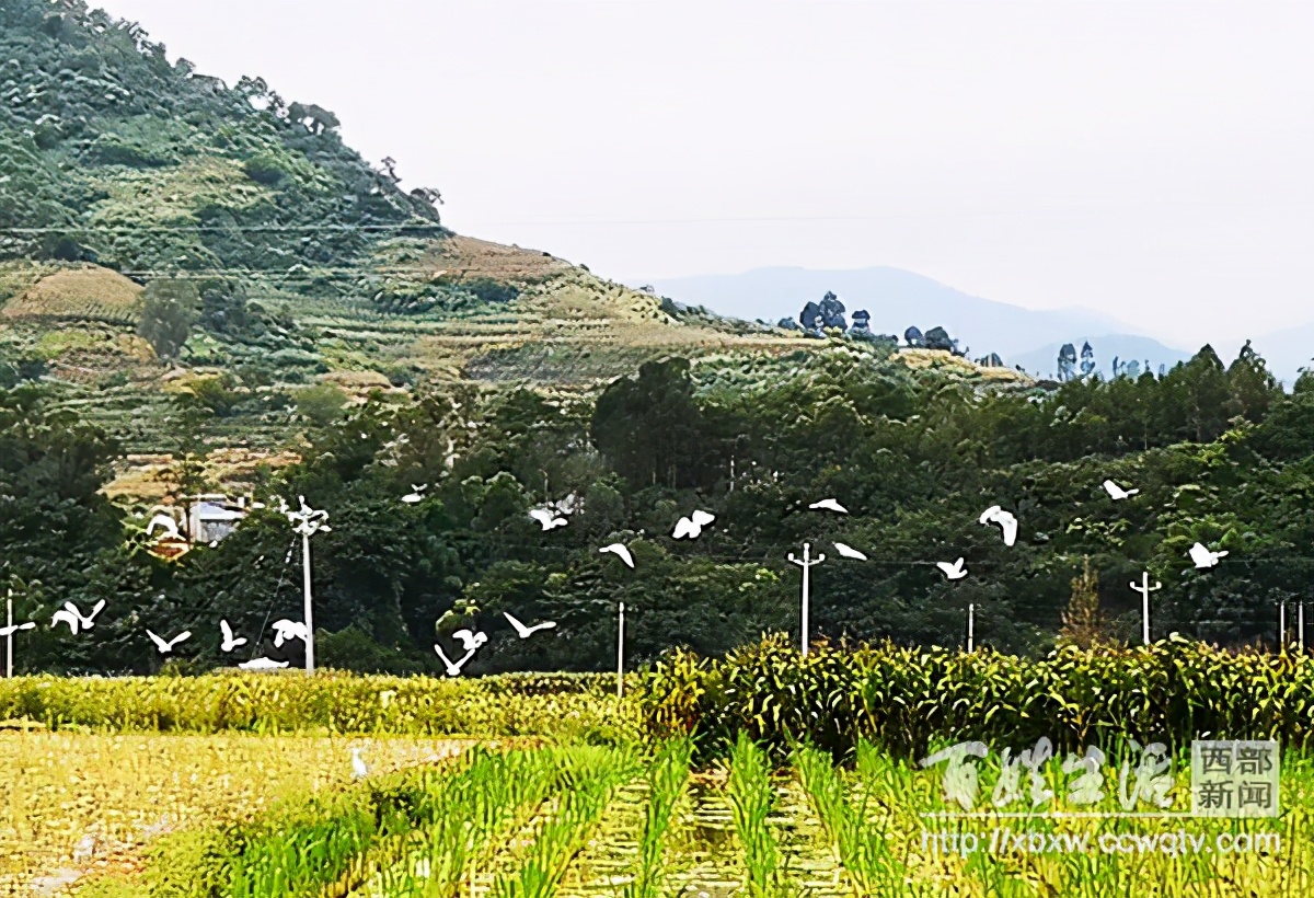 浼氱悊妤犻櫌,浼氱悊鍙ゅ煄妤犻櫌