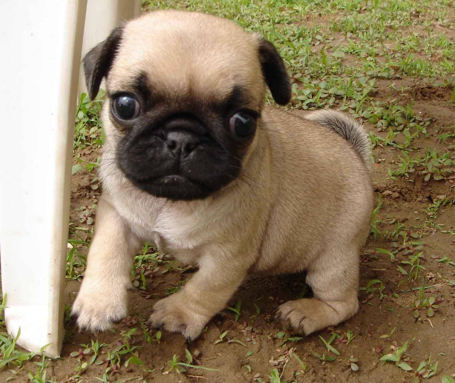 常见的宠物狗品种有哪些,宠物狗大型犬不掉毛有哪些品种