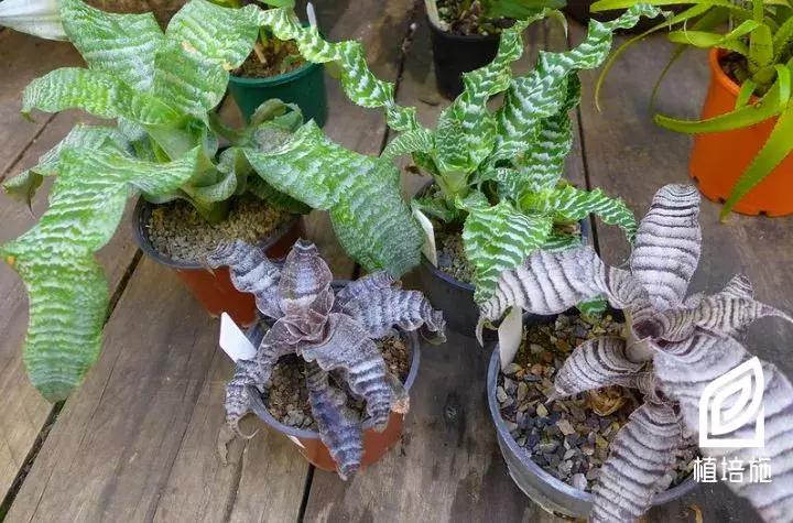 姬凤梨水培最简单的方法,姬凤梨的养护方法