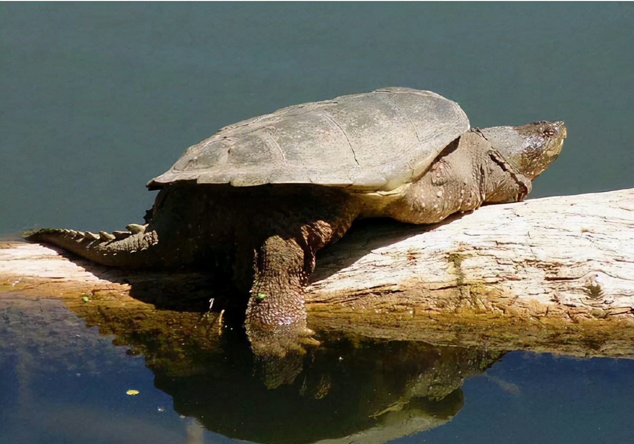 北美鳄龟和杂佛鳄龟分别的优势,北美鳄龟和佛鳄的区别谁更凶