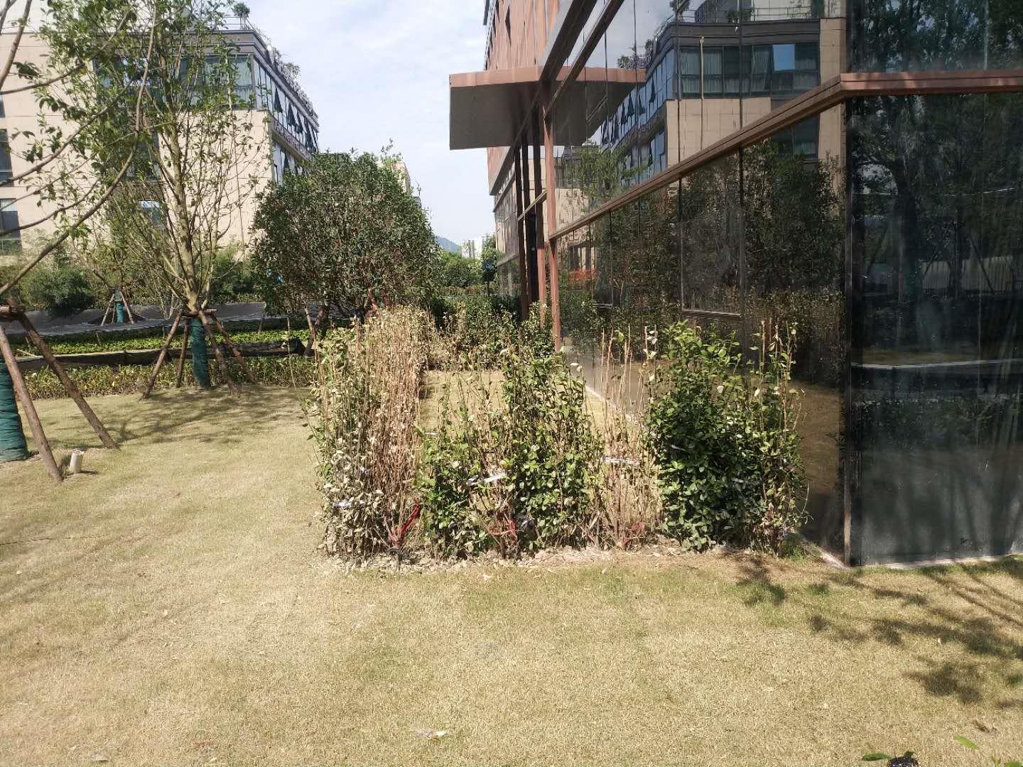 大叶黄杨冬季黄叶是什么原因,大叶黄杨叶片发黄掉叶是什么原因