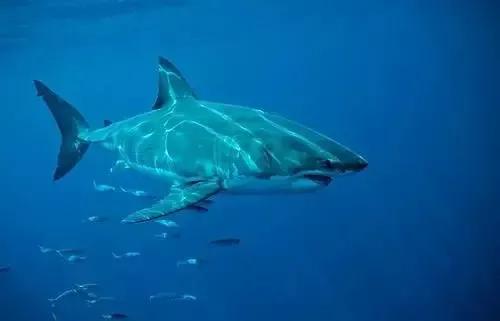 鱼会睡觉吗？它们是怎么睡觉的？