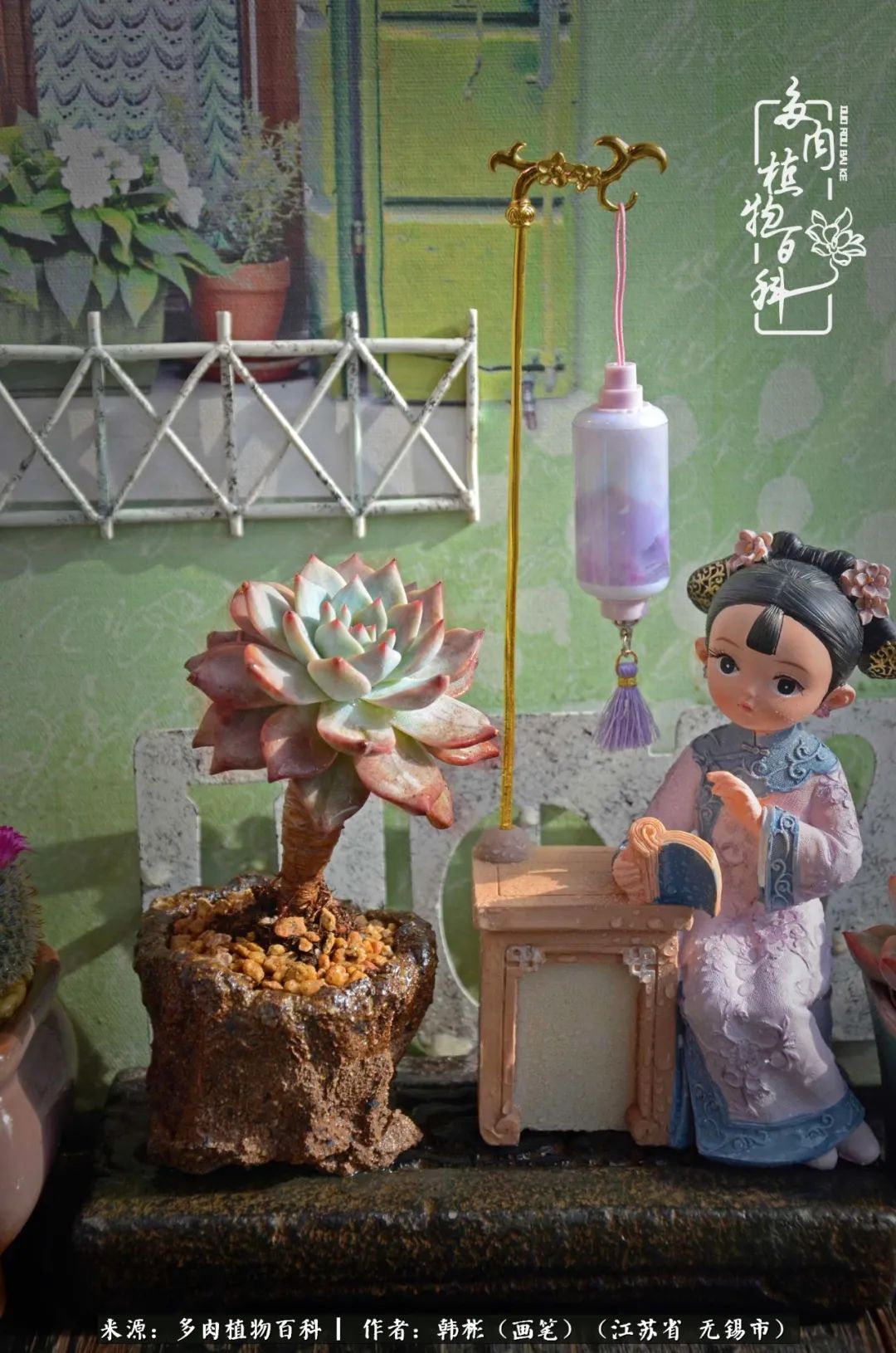 听音乐赏多肉,听音乐赏花赏美景