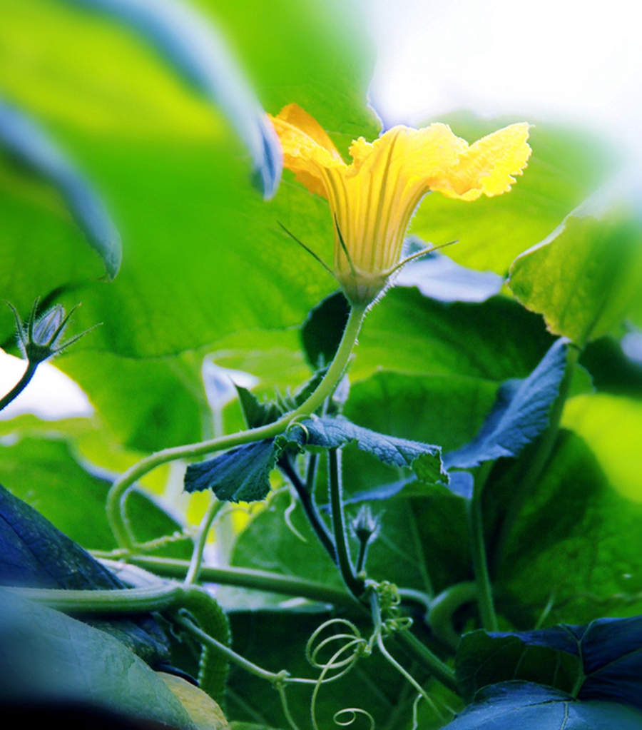 扫落叶的诗句,扫落叶优美诗句