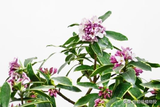 四季开花的香花植物,列举6种香花植物