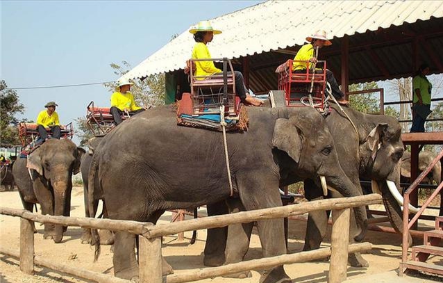 芭提雅大象园和大象村营业时间,泰国芭提雅大象园一日游