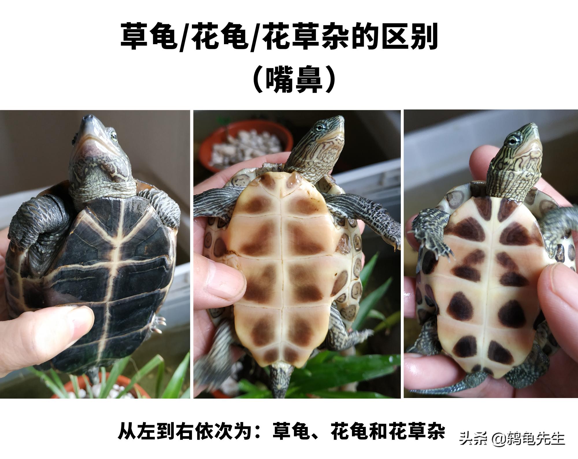 花草杂龟和花龟的区别,乌龟品种大全地图龟和草龟