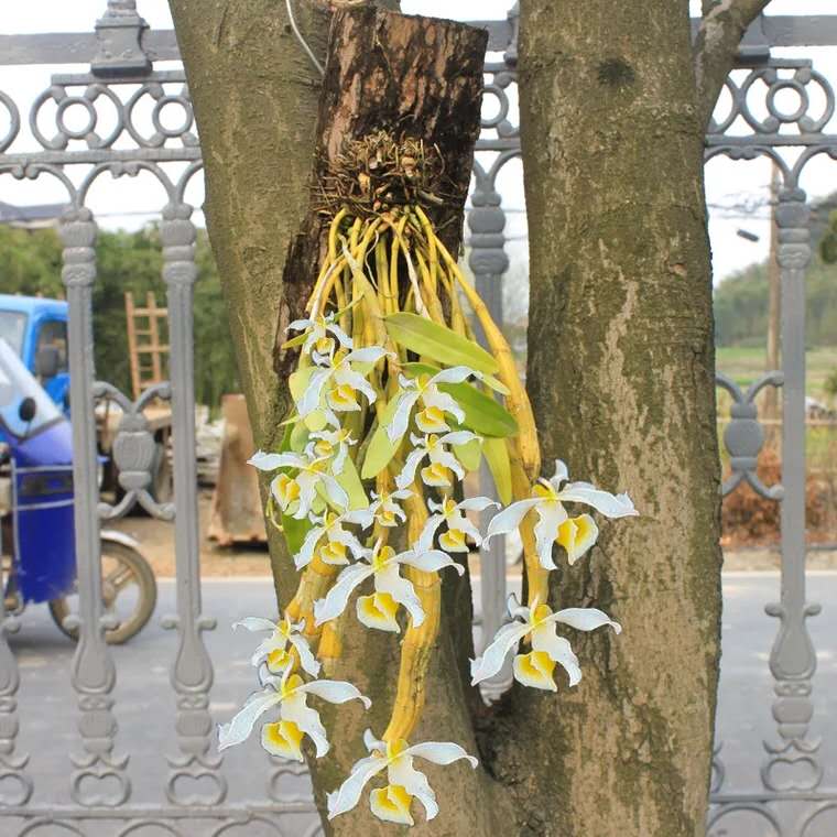 养花，最烦“长虫子”，治不如防，1个小方法，小虫子不敢来！