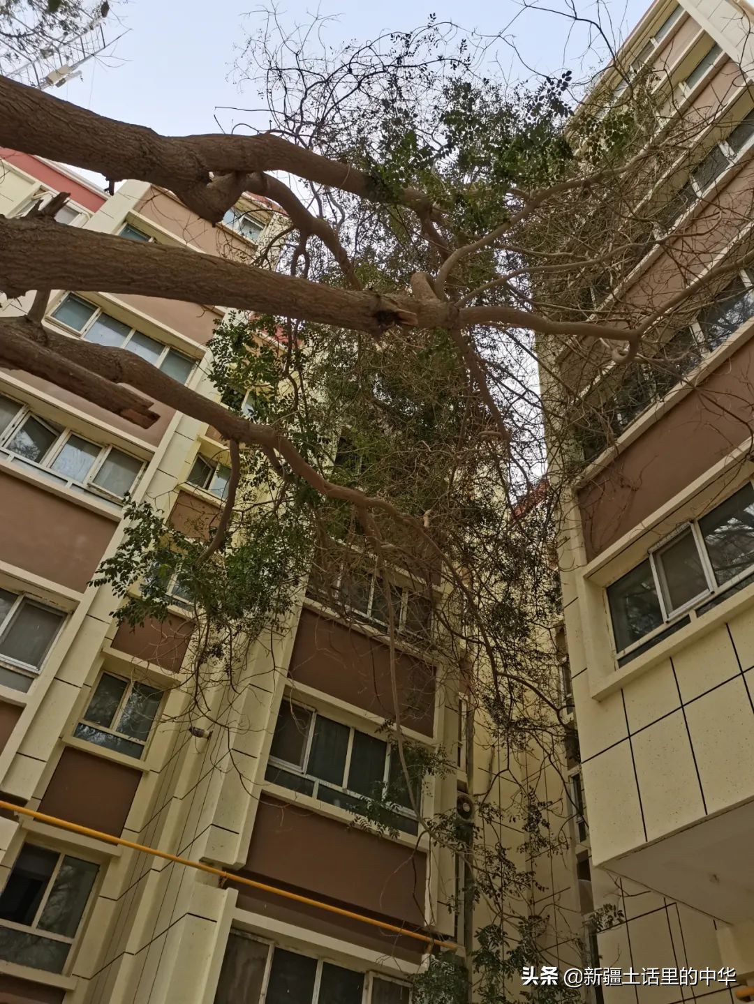 害冷在医学上叫什么,害冷的意思