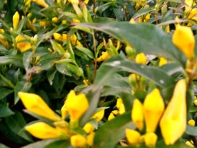 法国香水茉莉花夏天怎么养,法国香水吊兰怎么养