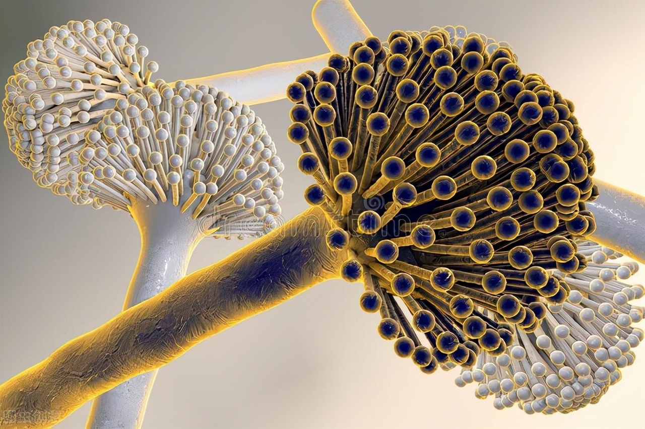 农村压榨的花生油安全吗,农村自榨花生油真的不安全吗