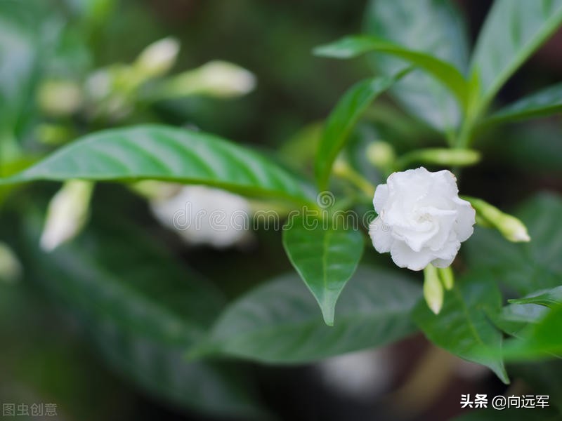 栀子花开花香满屋,六月栀子香