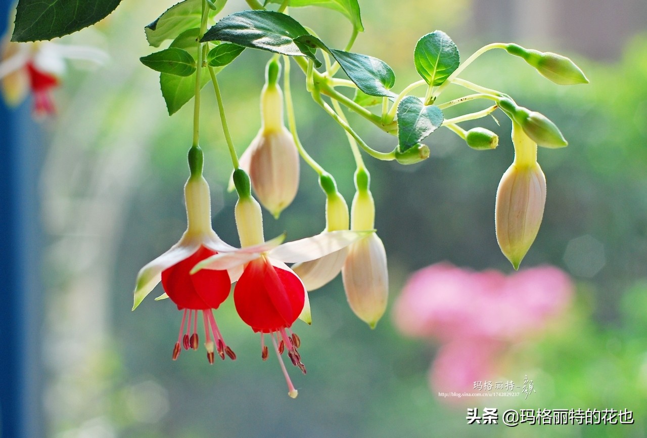 园丁金挂有排期吗,吊钟海棠怎么养护