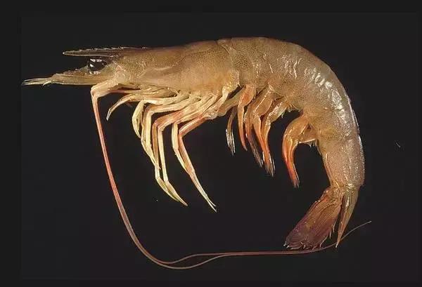 各类虾的区别,各种虾的叫法和区别