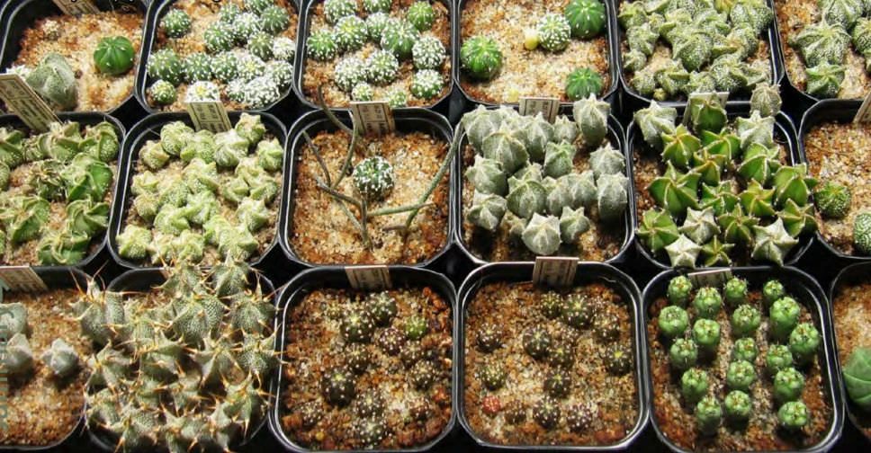 多肉植物如何播种视频教学,多肉植物刚买回来种植方法