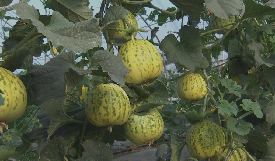 西瓜甜瓜种植施肥防病虫害技术,早春大棚甜瓜主要病虫害有哪些