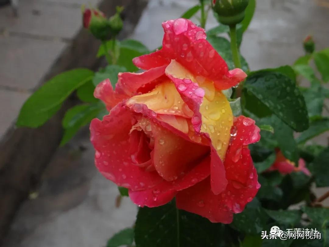 「文苑」医院赋（总第762期）