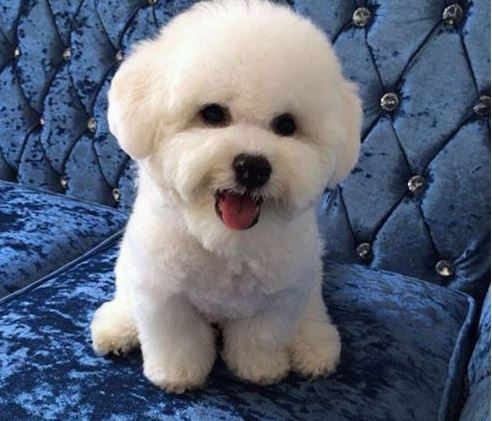 比熊耳朵球菌感染怎么办,比熊口炎怎么能治好