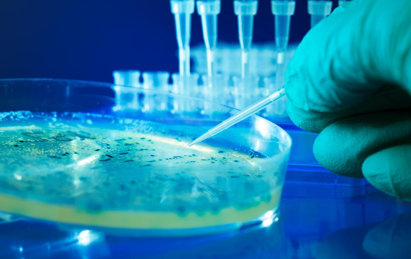 猪猴杂交新物种,世界首例猪猴杂交在中国诞生