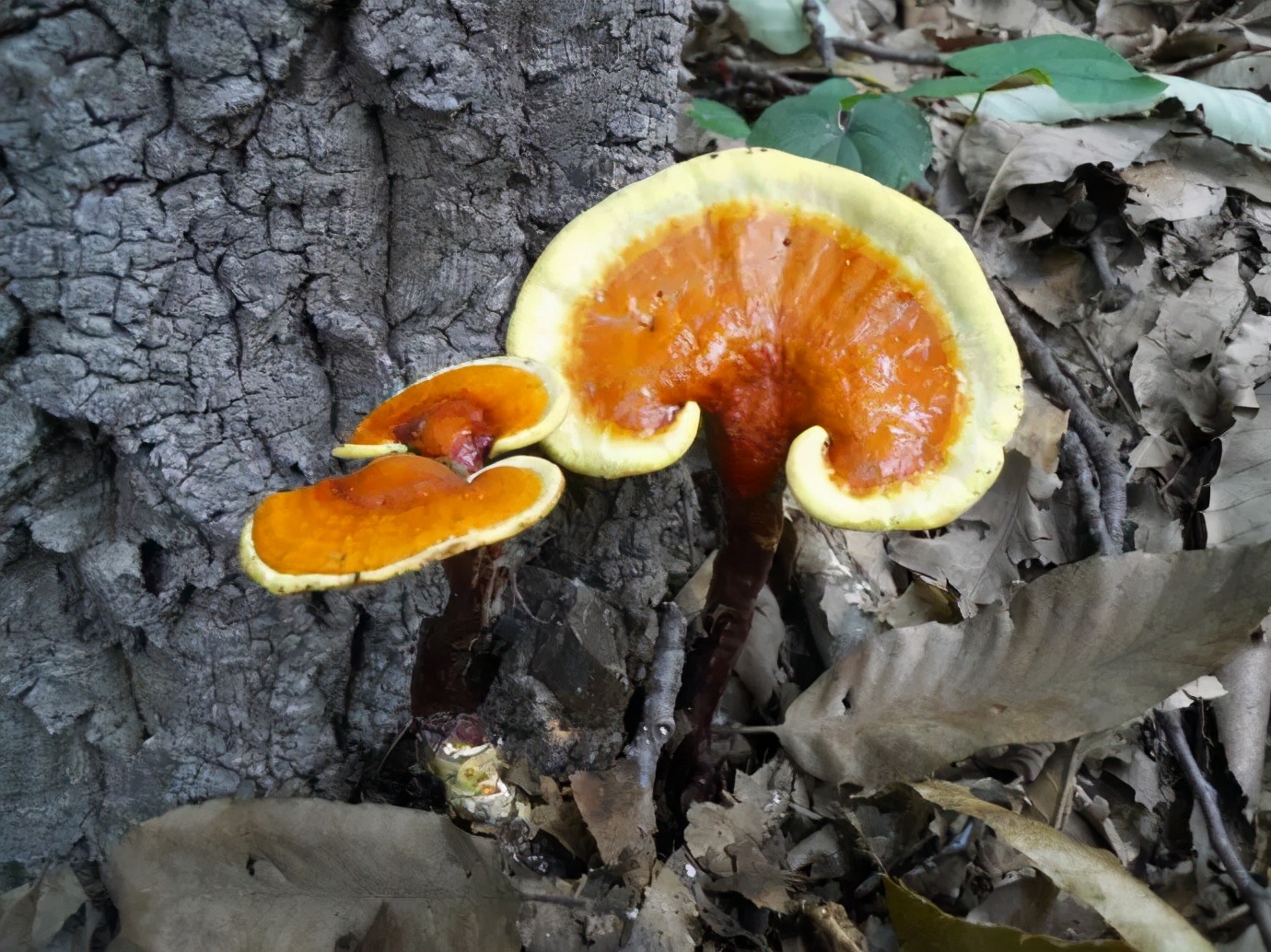 野生灵芝与人工栽培的灵芝差别,野生灵芝和人工种植的灵芝的区别