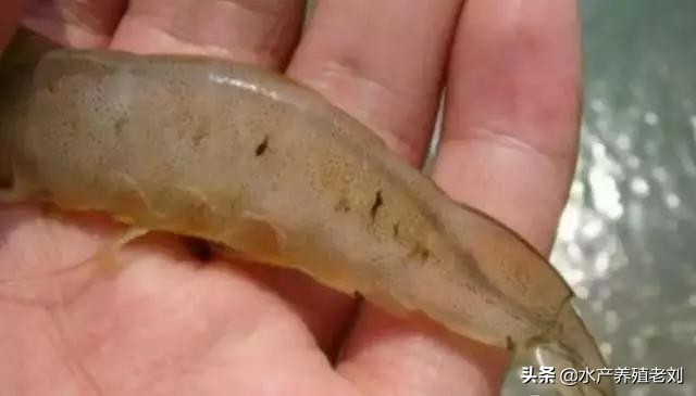 干货,还在花钱学习白对虾养殖方法么?你要的课程这里都有
