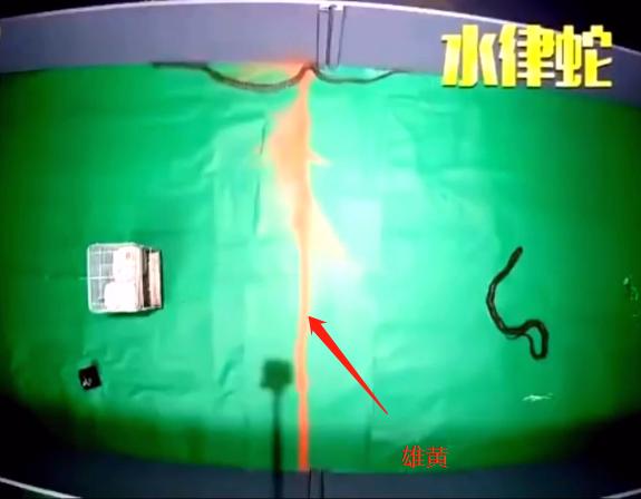 为啥有鹅的地方没有蛇,鹅的粪便能驱赶蛇是真的吗