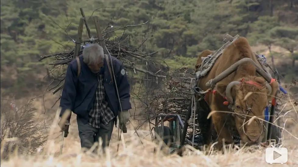 老黄牛被卖狗狗含泪送别,老黄牛被卖狗狗哭了