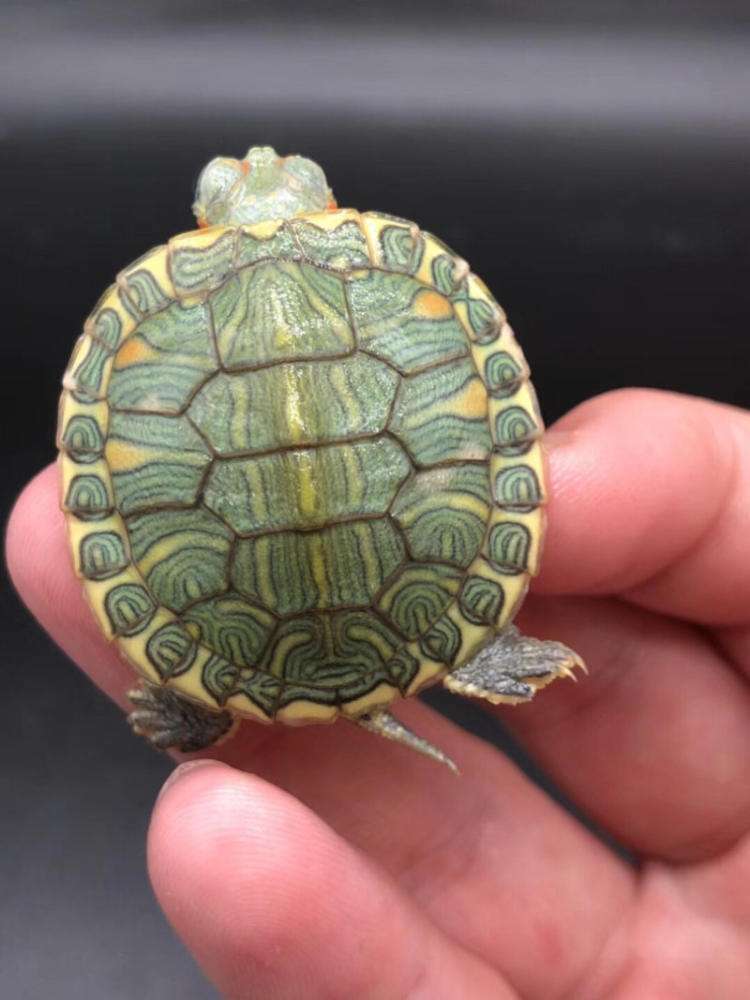 巴西龟买回来该怎么养,刚买回来的巴西龟怎么养活